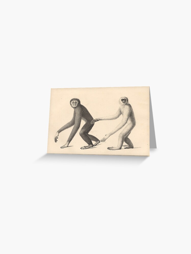 Thumbnail 1 of 2, Greeting Card, Gibbons from "Natural History and Illustrations of Mammals" by Heinrich Rudolf Schinz, 1824 designed and sold by mariapopova.