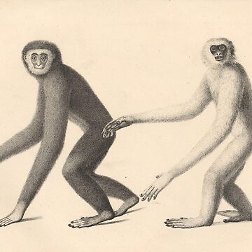 Artwork thumbnail, Gibbons from "Natural History and Illustrations of Mammals" by Heinrich Rudolf Schinz, 1824 by mariapopova