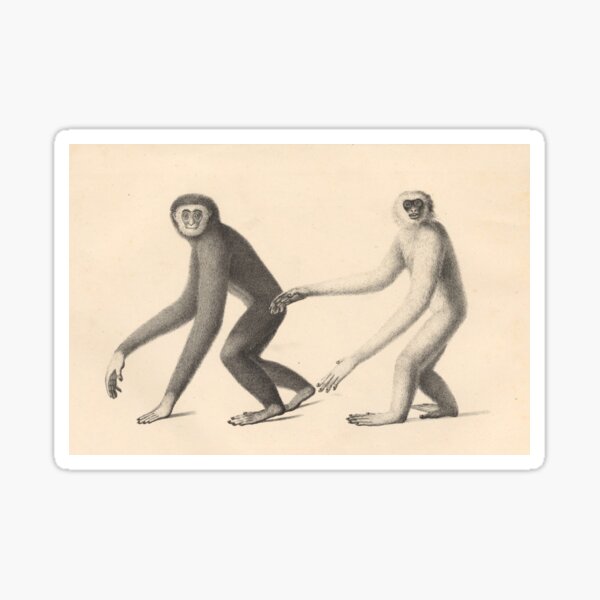 Item preview, Gibbons from "Natural History and Illustrations of Mammals" by Heinrich Rudolf Schinz, 1824 designed and sold by mariapopova.