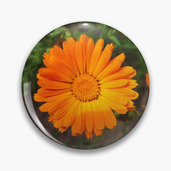 Item preview, Calendula designed and sold by Sky-99.