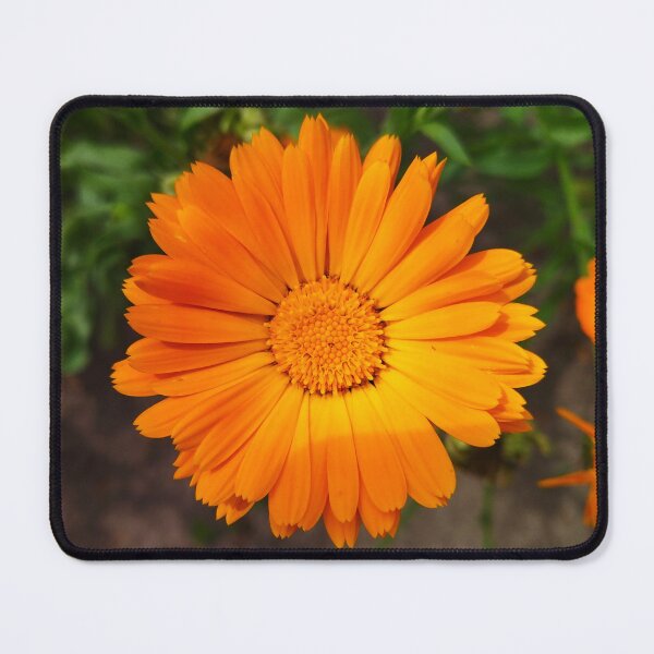Item preview, Calendula designed and sold by Sky-99.