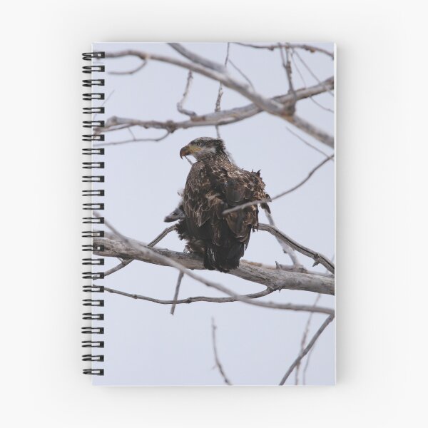 Item preview, Juvenile Bald Eagle designed and sold by Alyce Taylor.