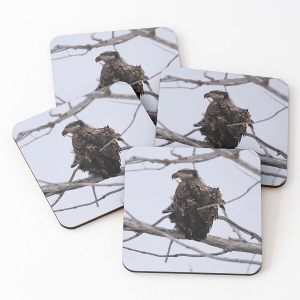 Item preview, Juvenile Bald Eagle designed and sold by Alyce Taylor.