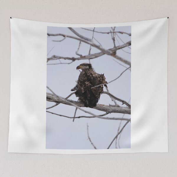 Item preview, Juvenile Bald Eagle designed and sold by Alyce Taylor.