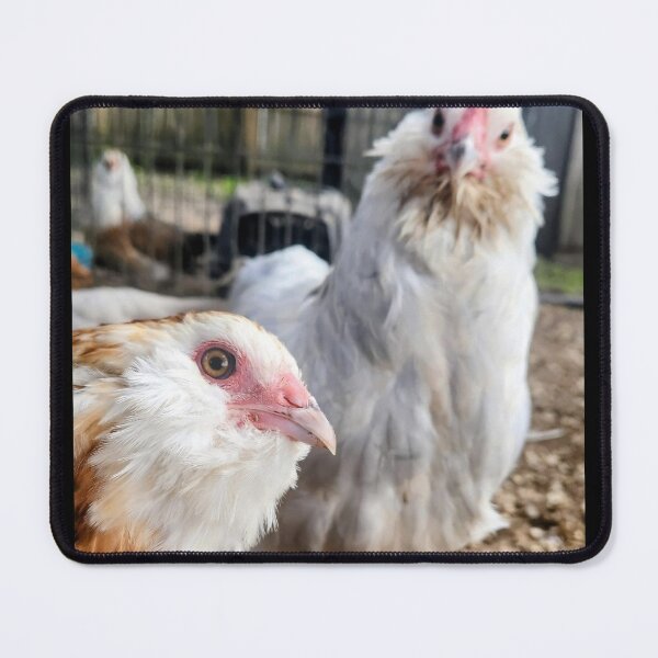 Item preview, Chickens looking at ya designed and sold by AnotherFemaleHuman.