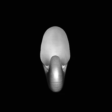 Artwork thumbnail, Shell by paulo silveira