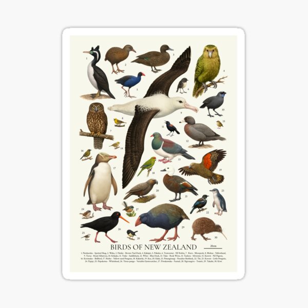 Item preview, Birds of New Zealand Identification Chart Illustration Artwork designed and sold by kakarikihill.