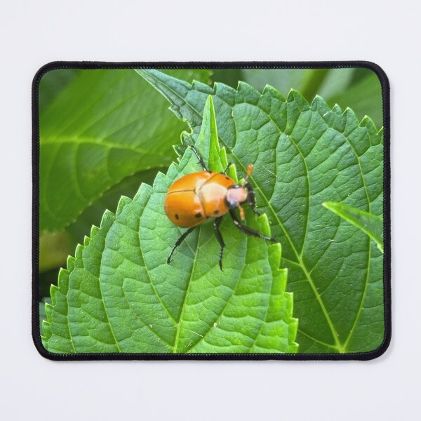 Item preview, Beetle on a leaf designed and sold by PhotosbyGray.