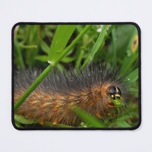 Item preview, Lunch Time - Caterpillar Eating Leaf designed and sold by brettgoelzer.
