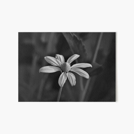 Artikel-Vorschau von Monochromfoto von Sonnenhut, designt und verkauft von Cblifeisgood.
