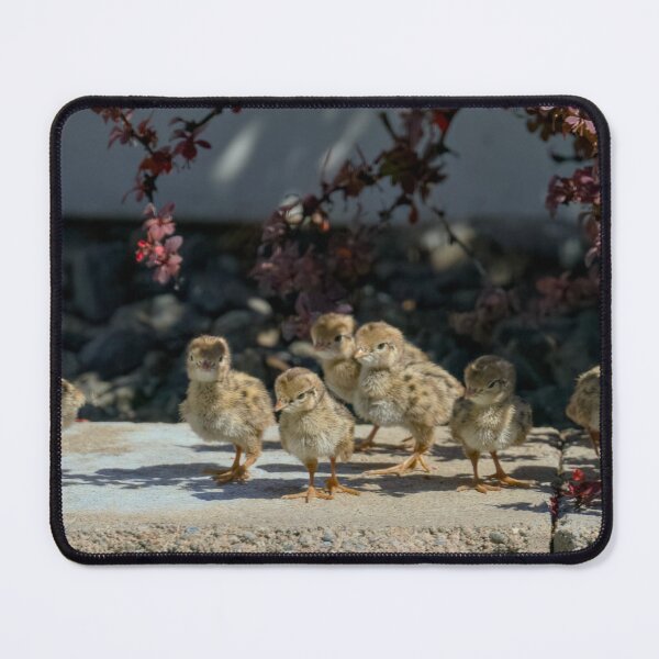 Item preview, Group of baby quail  designed and sold by Cblifeisgood.