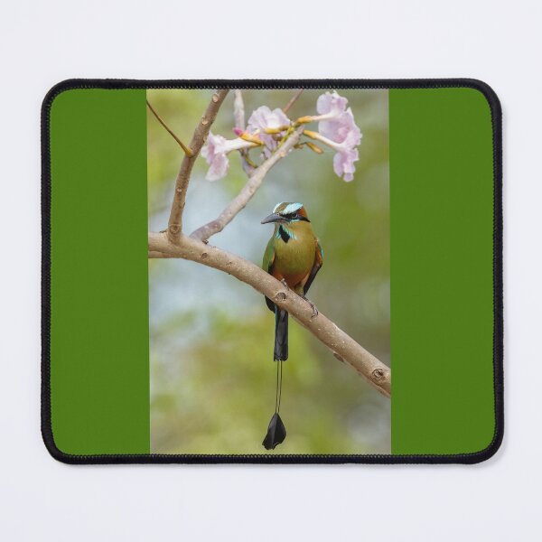 Item preview, Turquoise-browed motmot designed and sold by Shannon Emmel .