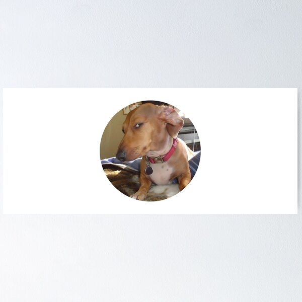 Item preview, Side Eye Dog Meme Sticker  designed and sold by May I Have.