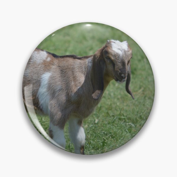 Item preview, Spotted Nubian Goat kid Goliath looking cute for the girls.   designed and sold by RobynPeters1836.