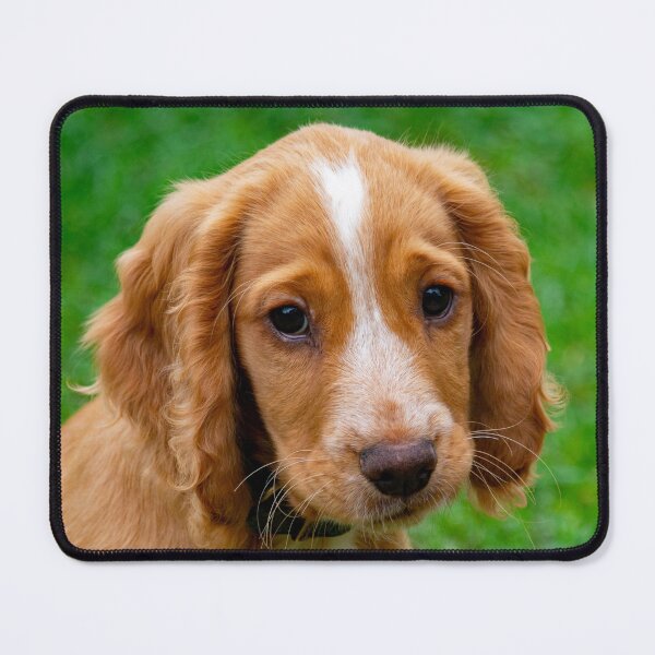 Item preview, Cute Spaniel! designed and sold by Photoboxything.