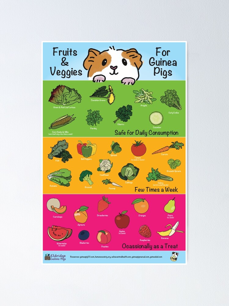 Fruits and Veggies for Guinea Pigs Infographic V2
