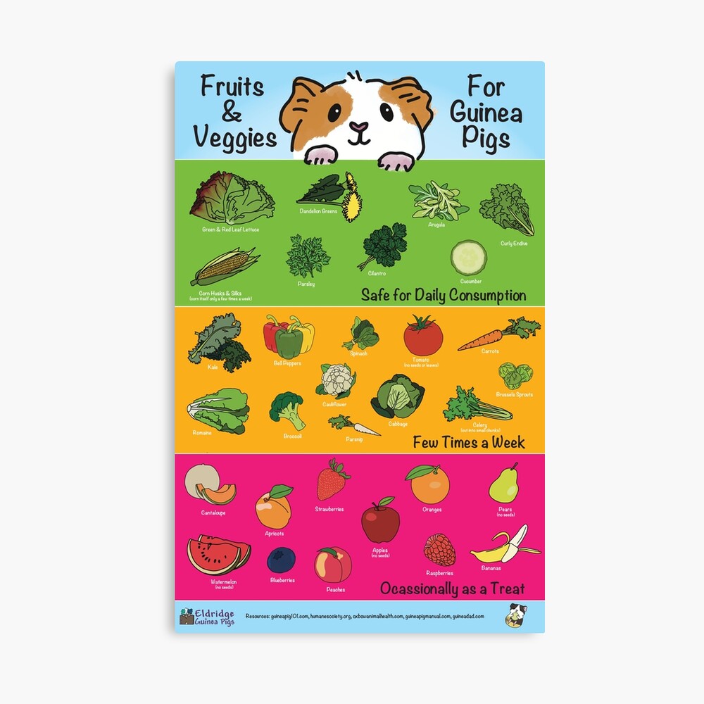 Fruits and Veggies for Guinea Pigs Infographic - V2 Poster