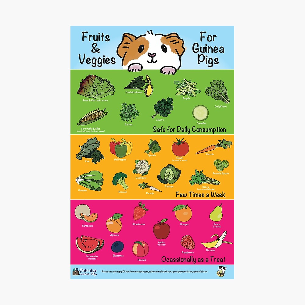 Fruits and Veggies for Guinea Pigs Infographic - V2 Poster
