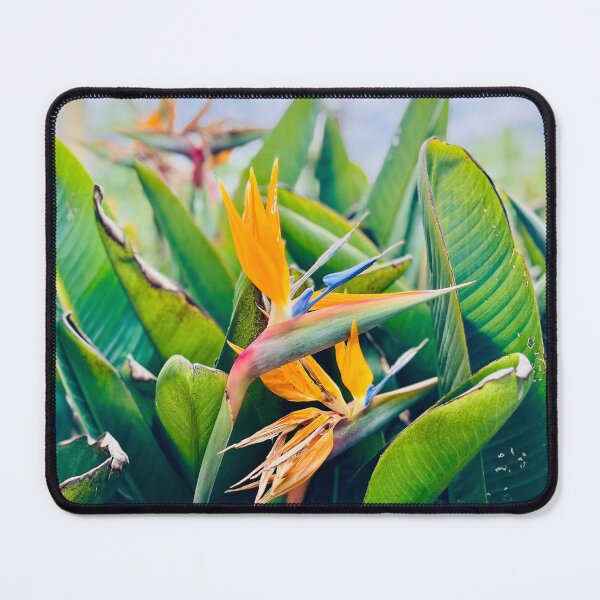 Item preview, Bird of Paradise Flower designed and sold by AtlasInFocus.