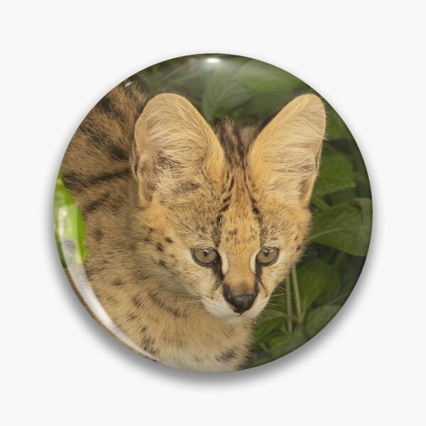 Item preview, 5 week old Serval Kitten designed and sold by Sheila Smith.