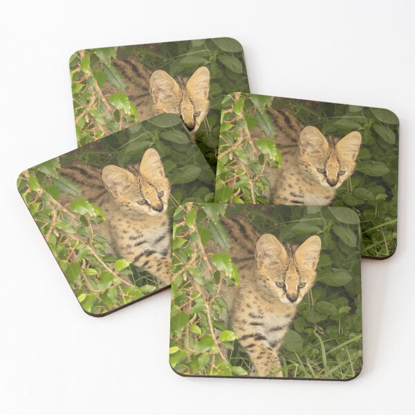 Item preview, 5 week old Serval Kitten designed and sold by Sheila Smith.