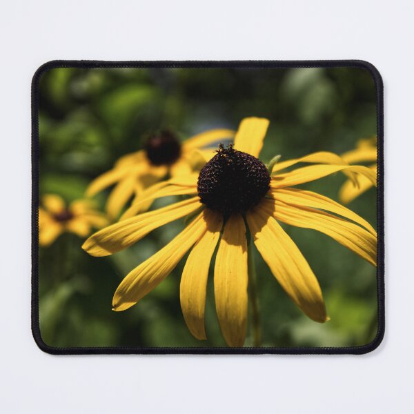 Item preview, Black Eyed Susans  designed and sold by CalwynsCaptures.