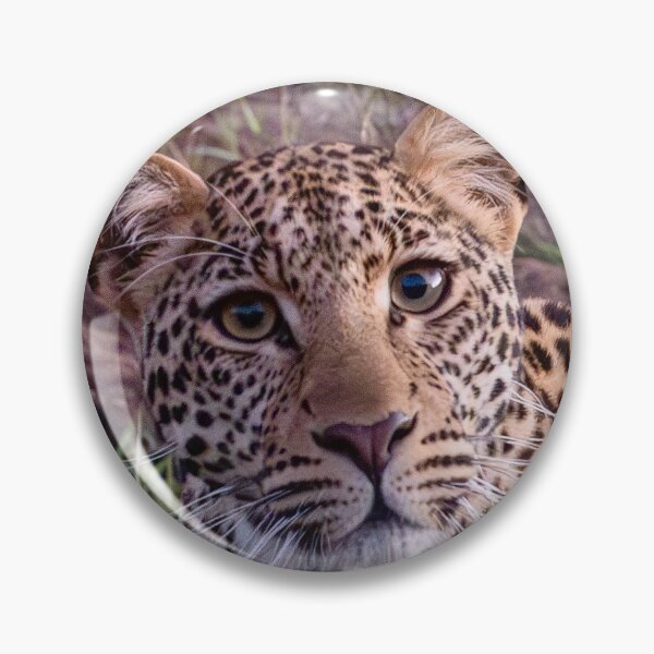 Item preview, Inquisitive young leopard designed and sold by Sheila Smith.