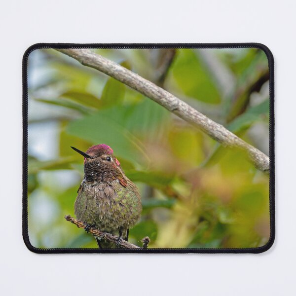 Item preview, Anna's Hummingbird looking to the side designed and sold by lisavonbiela.