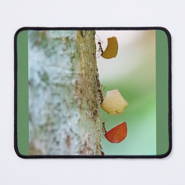 Item preview, Leaf-cutter ants designed and sold by Shannon Emmel .