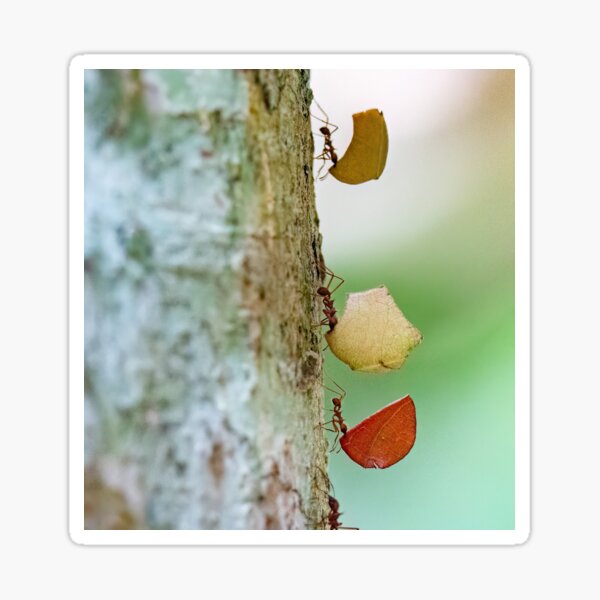 Item preview, Leaf-cutter ants designed and sold by Shannon Emmel .