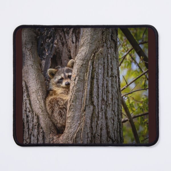 Item preview, Racoon in a tree designed and sold by Shannon Emmel .
