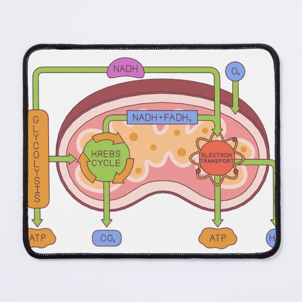 Item preview, Colorful Mitochondria Diagram – Educational Biology Wall Art designed and sold by Pixelaire.