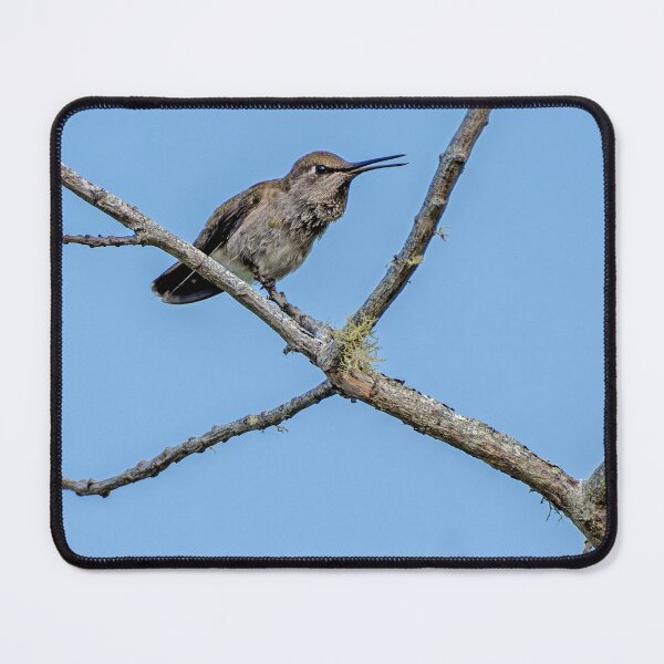 Item preview, Anna's Hummingbird perched on a branch and singing designed and sold by lisavonbiela.