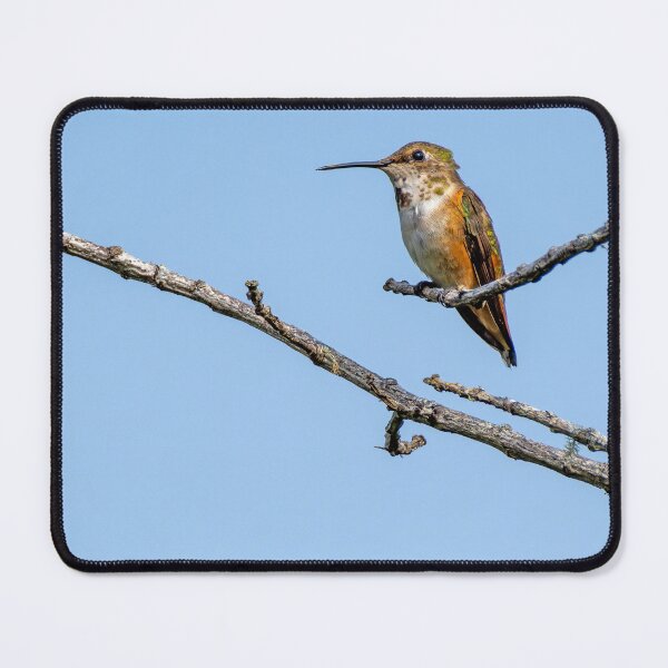 Item preview, Allen's Hummingbird perched on a branch designed and sold by lisavonbiela.