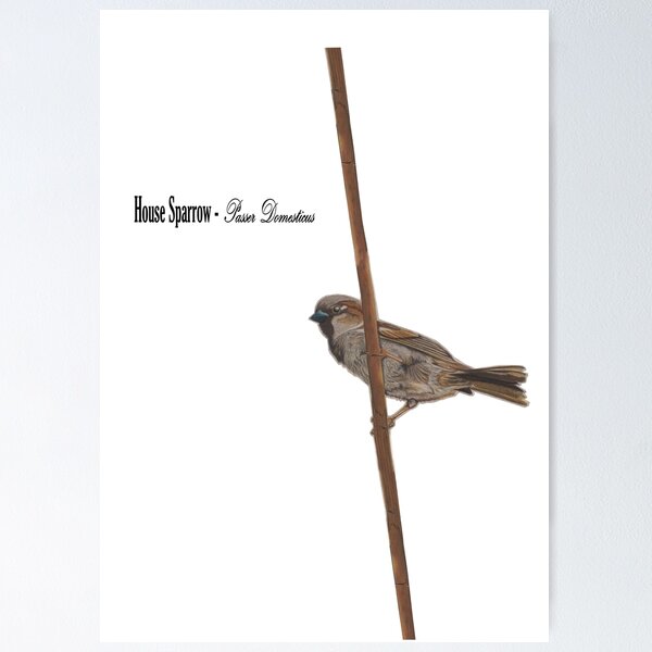 Item preview, Sparrow designed and sold by WilcockArtistry.