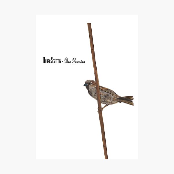 Item preview, Sparrow designed and sold by WilcockArtistry.