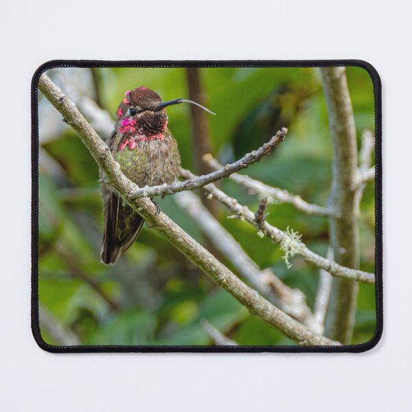 Item preview, Anna's Hummingbird with its tongue out designed and sold by lisavonbiela.