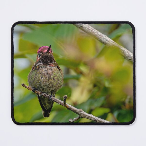 Item preview, Anna's Hummingbird perched on branch, looking forward designed and sold by lisavonbiela.