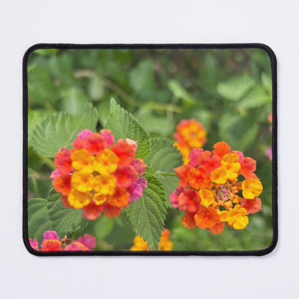 Item preview, Vero beach flowers designed and sold by Lauracolleen3.