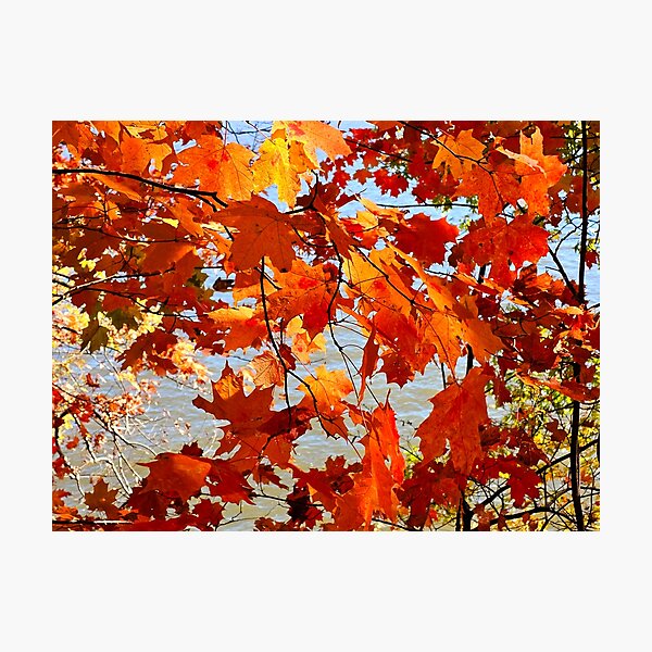 Item preview, Autumn Rhapsody designed and sold by Alla Gill.
