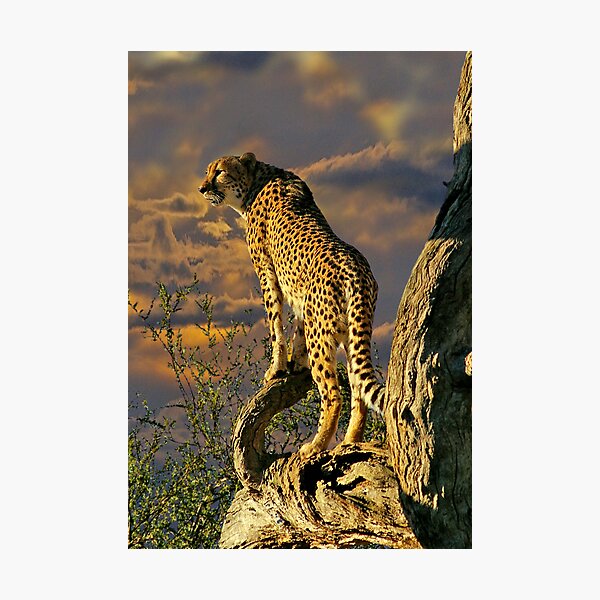 Item preview, Cheetah designed and sold by Mark Maloney.