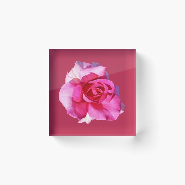 Item preview, Pink Rose on Magenta designed and sold by STHogan2.