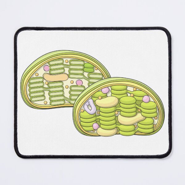 Item preview, Chloroplast Illustration designed and sold by taylorcustom.