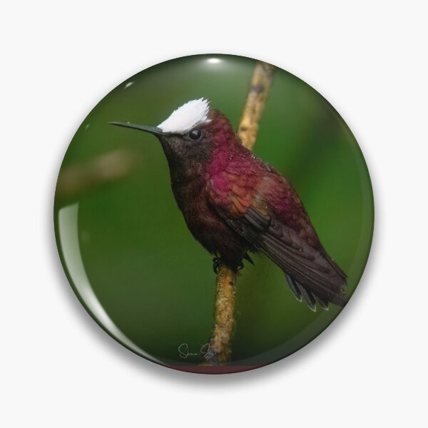 Item preview, Snowcap hummingbird designed and sold by Shannon Emmel .