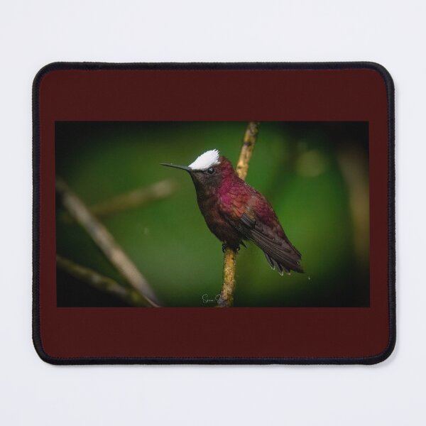 Item preview, Snowcap hummingbird designed and sold by Shannon Emmel .