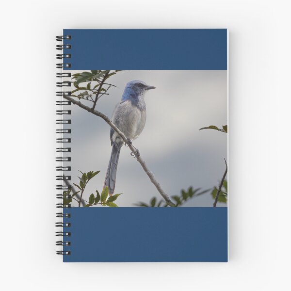 Item preview, Florida Scrub jay  designed and sold by Shannon Emmel .