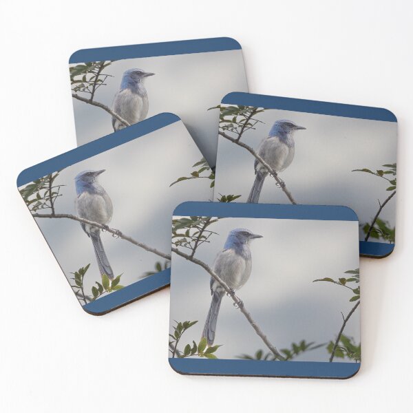 Item preview, Florida Scrub jay  designed and sold by Shannon Emmel .