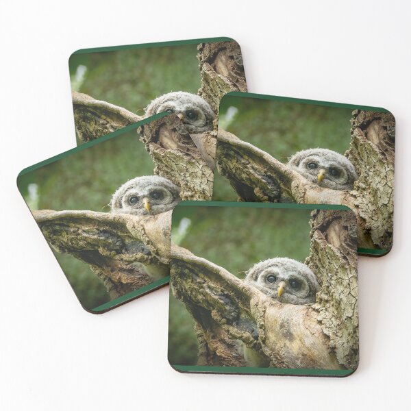 Item preview, Barred owlet  designed and sold by Shannon Emmel .