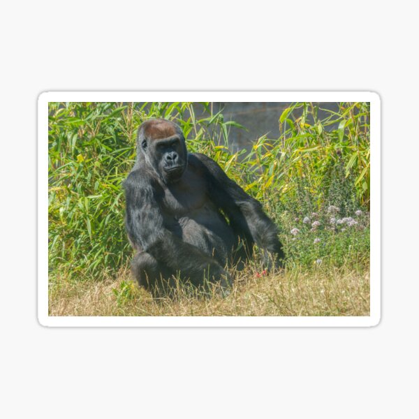 Item preview, The Quiet Soul – Gorilla Aunt Asante designed and sold by rawshutterbug.