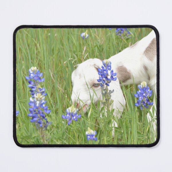 Item preview, Spotted Nubian Doe Frostbite with Texas Bluebonnets designed and sold by RobynPeters1836.